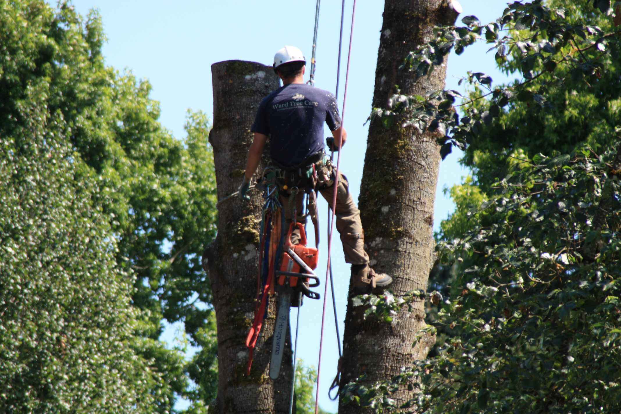 Gallery P & H Tree Service And Landscaping LLC