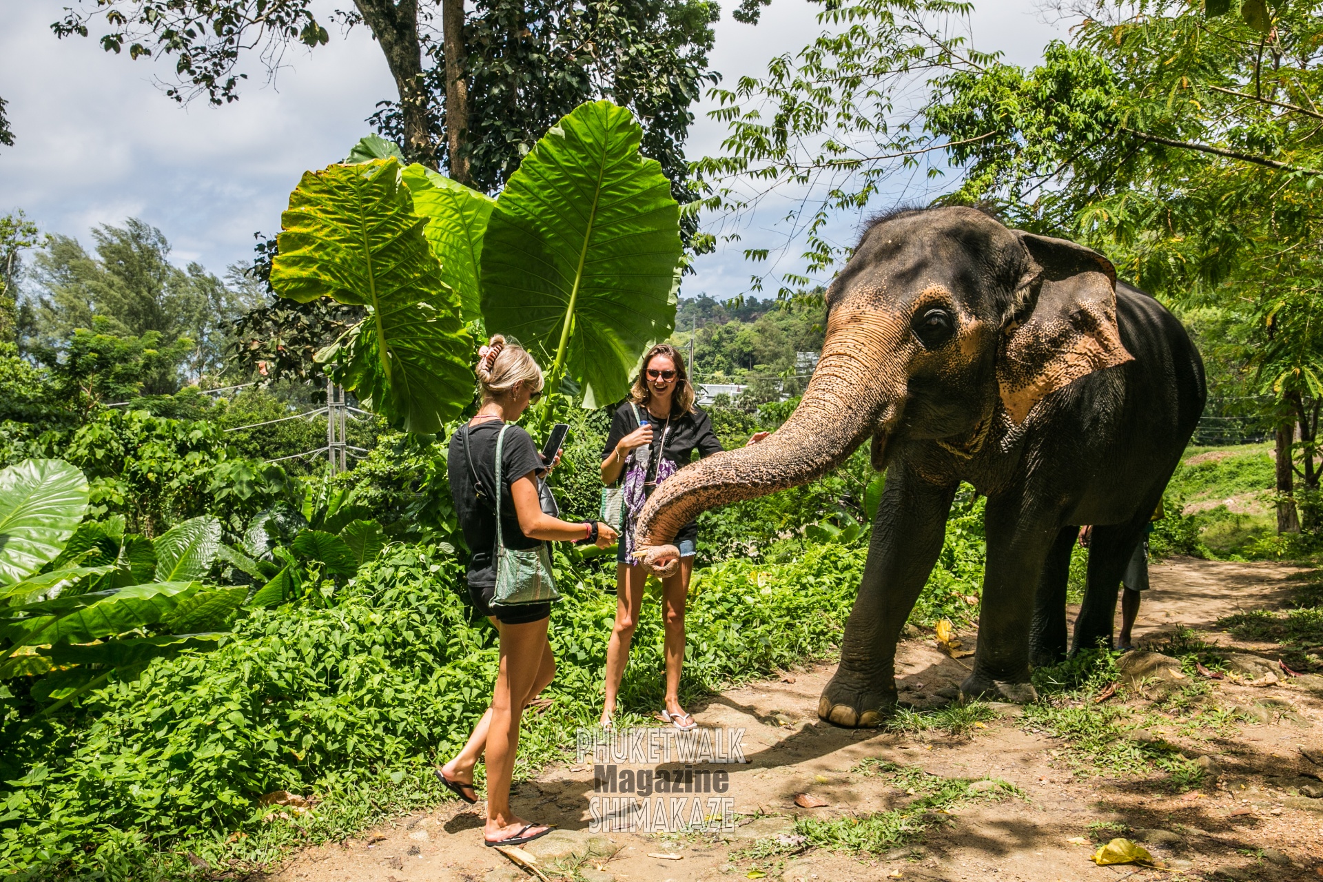 Play with elephants at Elephant Care