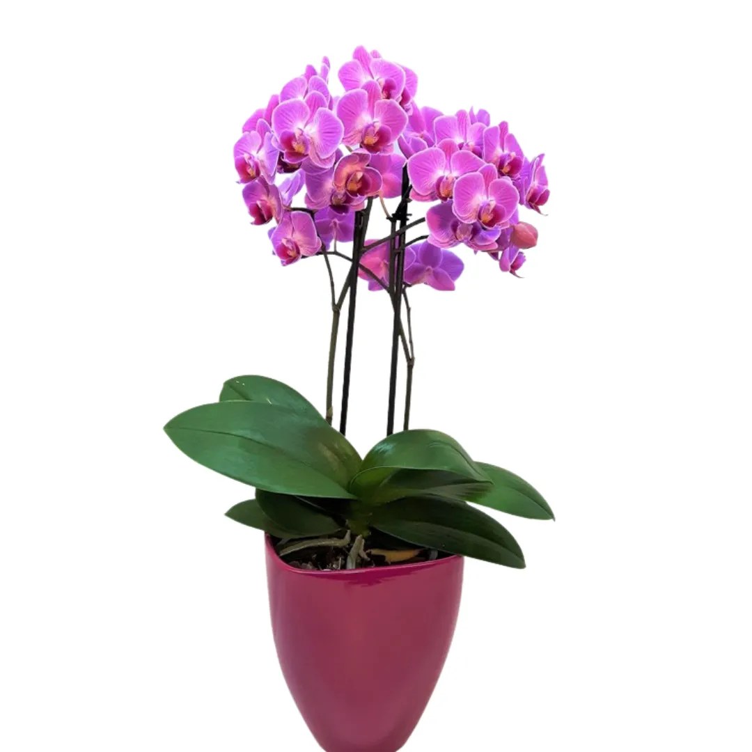 Purple Orchid & Pot Phulero Dola Flowers
