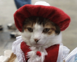 Cat Show Phoenix 2023 Home | Phoenix Feline Fanciers
