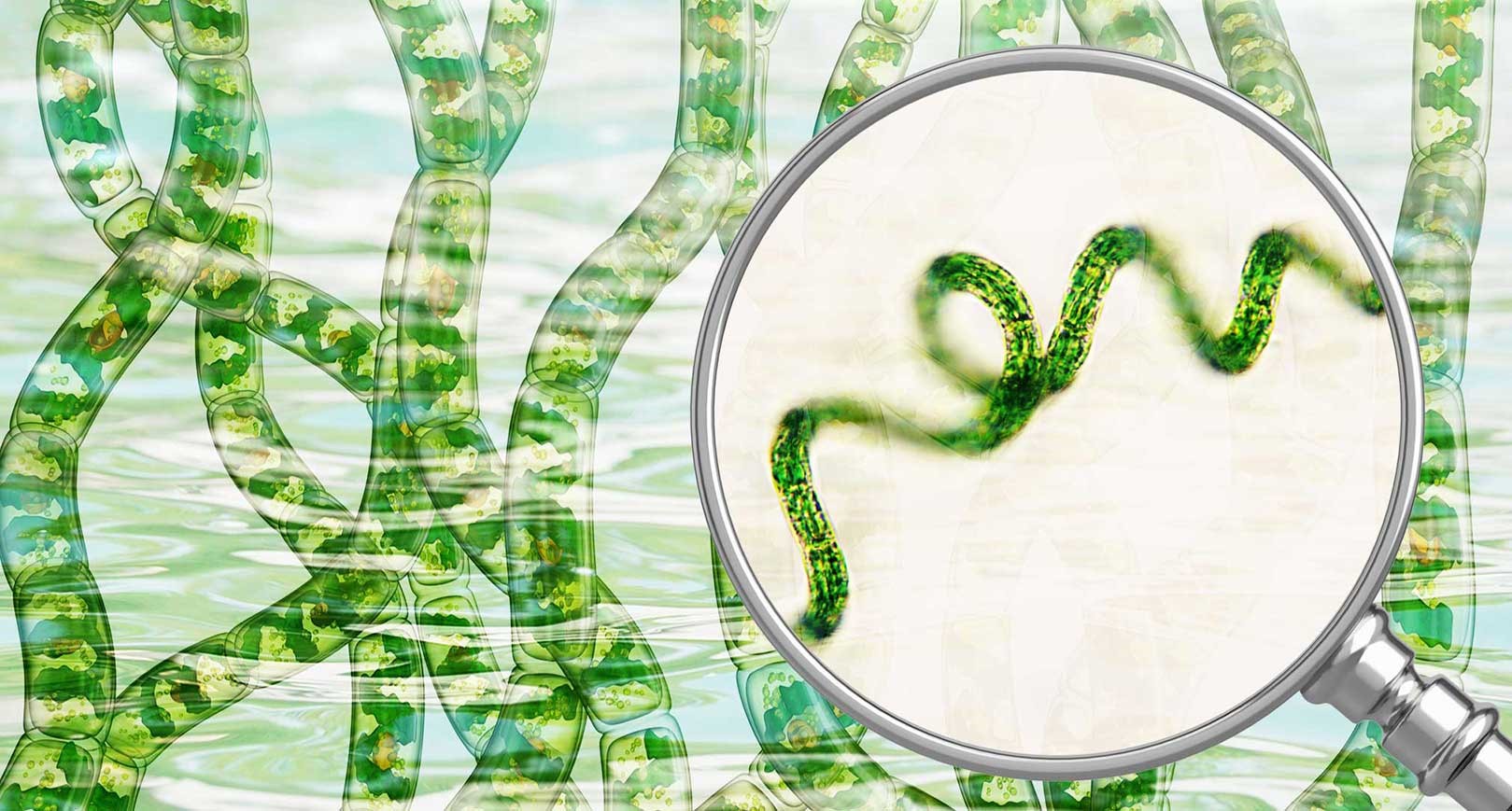 Understanding cyanobacteria