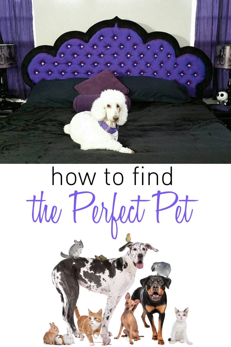 How to Find the Perfect Pet I share insider tips on what you need to know