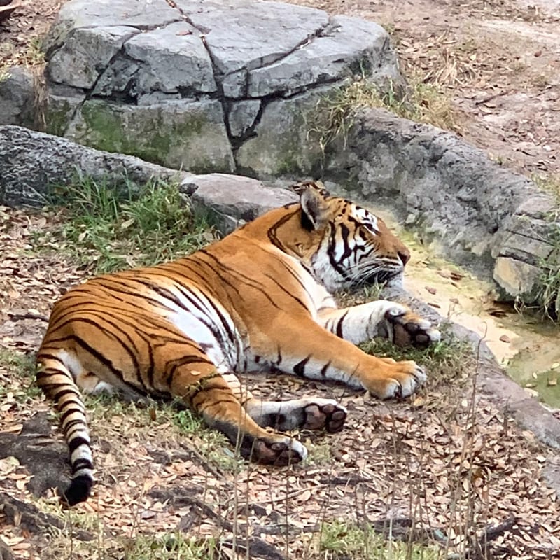 Voted one of usa today’s 10best zoos in the country, guests can connect with wildlife and each other unlike anywhere else. A Visit to Tampa's Lowry Park Zoo See the animals we visited