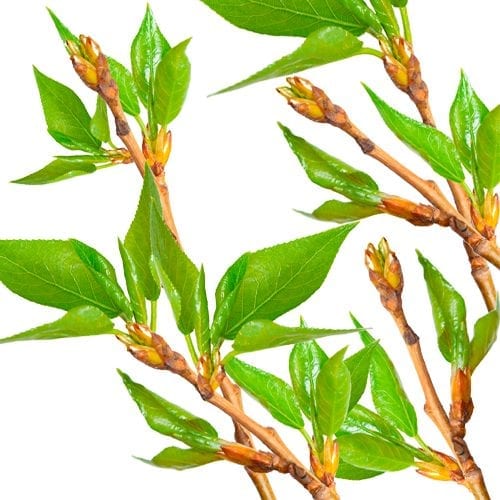 Poplar Buds Physician's Strength