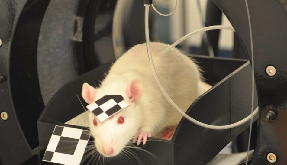PET scanner images freemoving, interacting rats Physics World