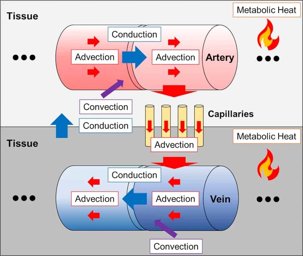 Personalized brain temperature maps created using MRI and biophysical models Physics World