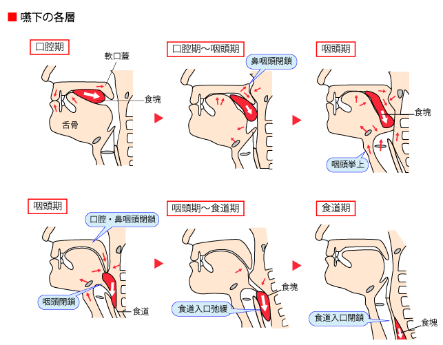 摂食・嚥下 Swallowing JapaneseClass.jp