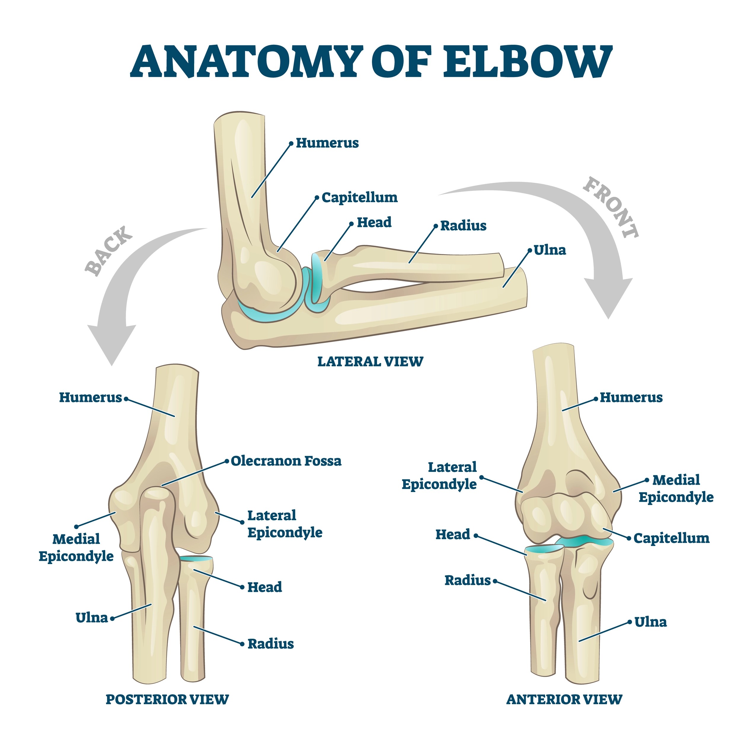 Elbow Anatomy