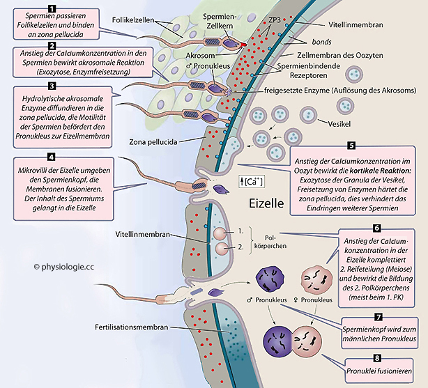 47+ toll Sammlung Wann Einnistung Nach Befruchtung 45 Best Pictures