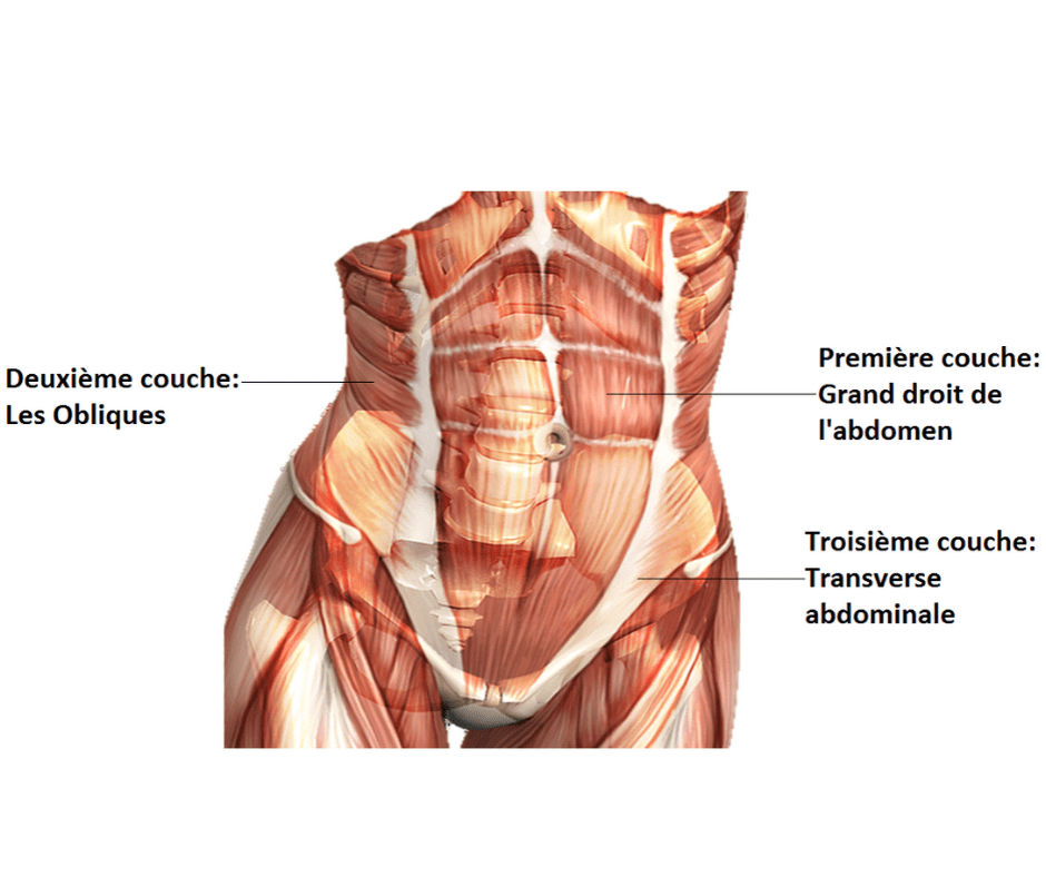 Enfin, toute la vérité sur les exercices pour les abdominaux! Physio Pelvienne, Noémie Séguin