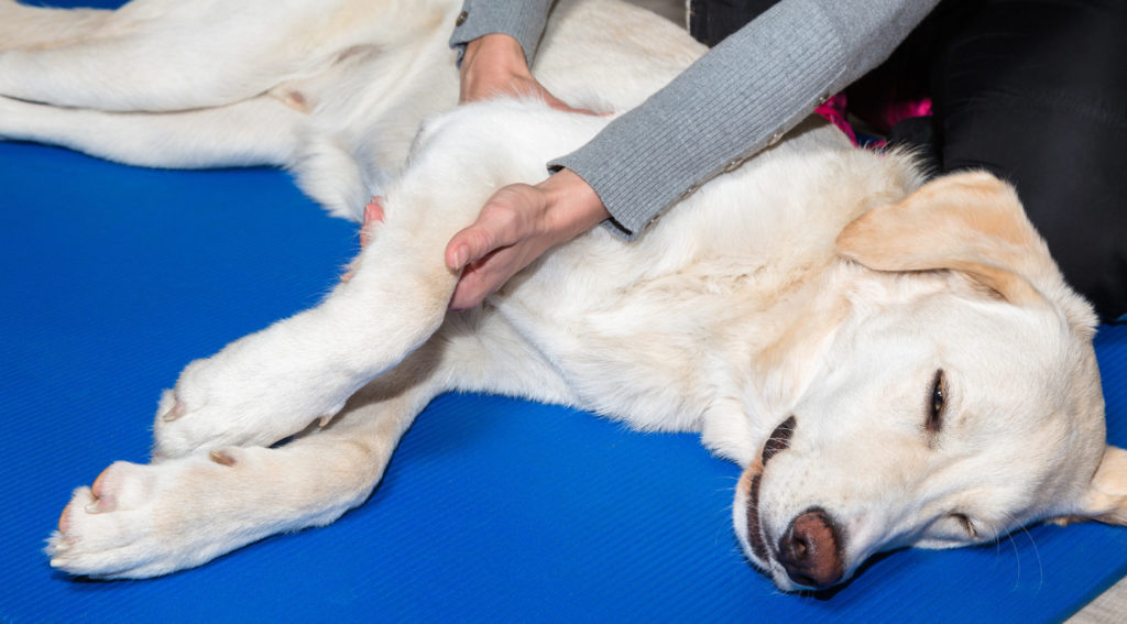 Osteochondrosis dissecans