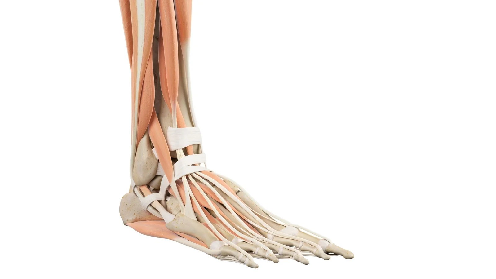 How long will it take to heal a torn ligament? Physiosunit