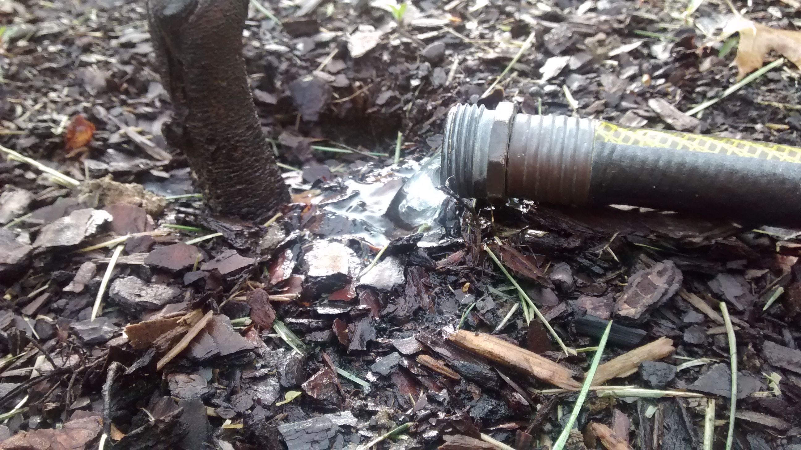 Caring for your garden in extreme heat Physis Design