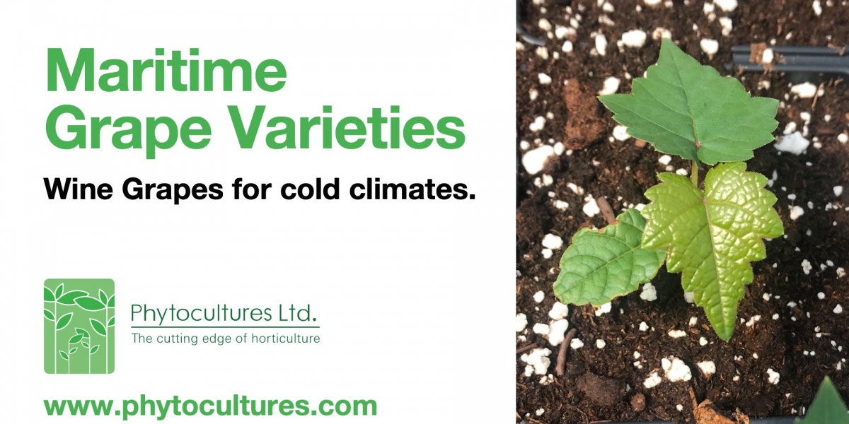 Wine Grapes for Cold Climates Phytocultures