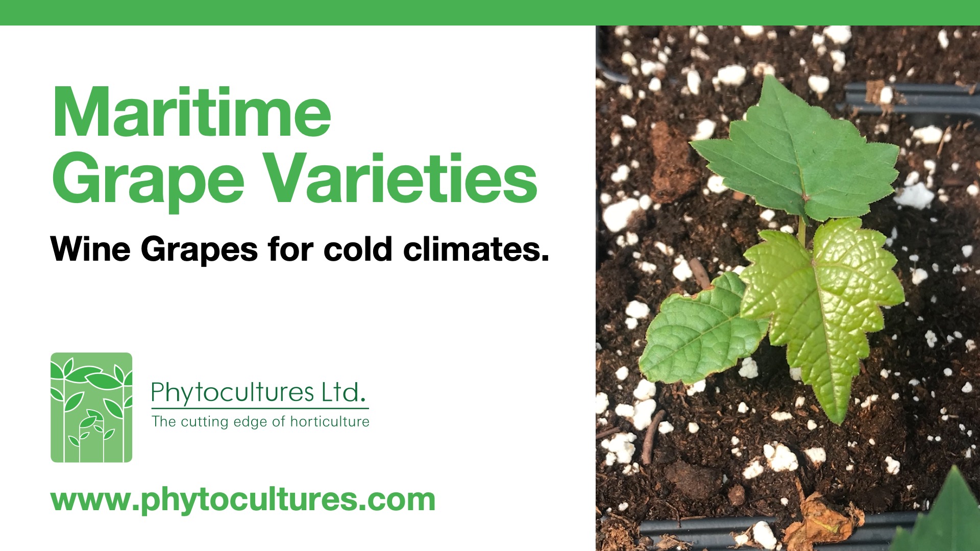 Wine Grapes for Cold Climates Phytocultures