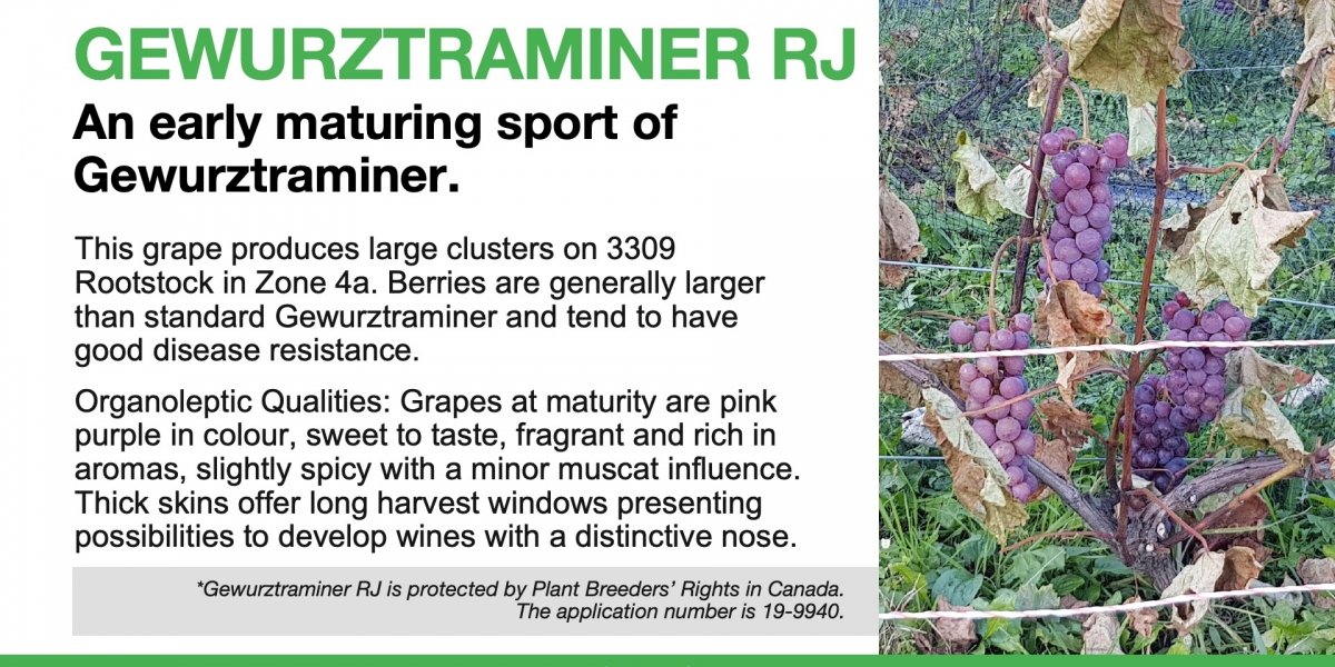 Wine Grapes for Cold Climates Phytocultures