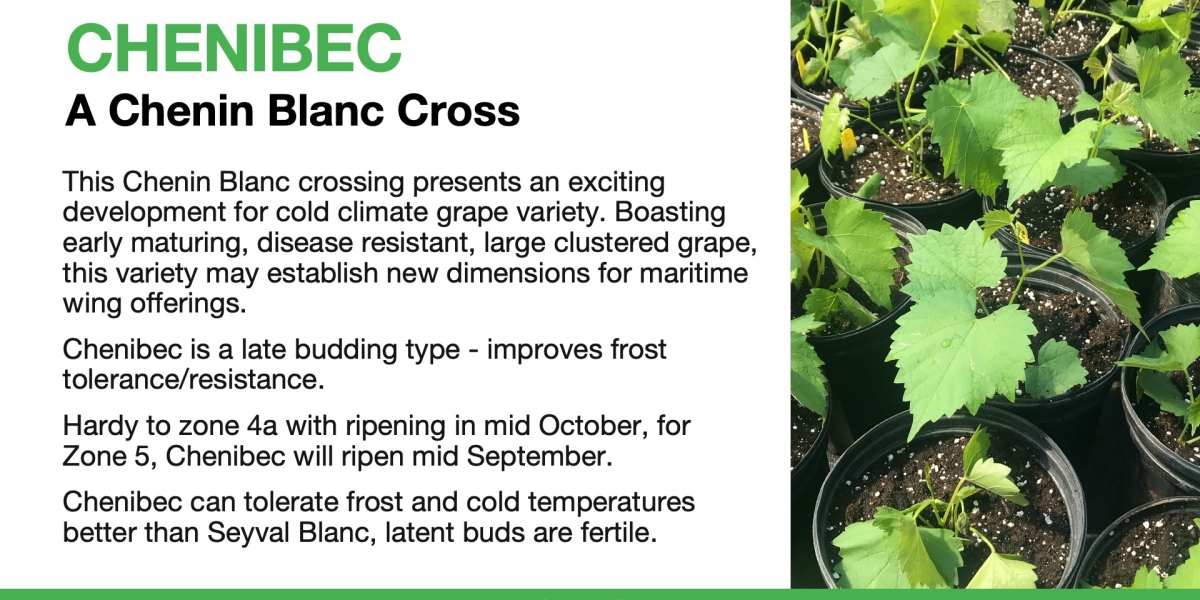 Wine Grapes for Cold Climates Phytocultures