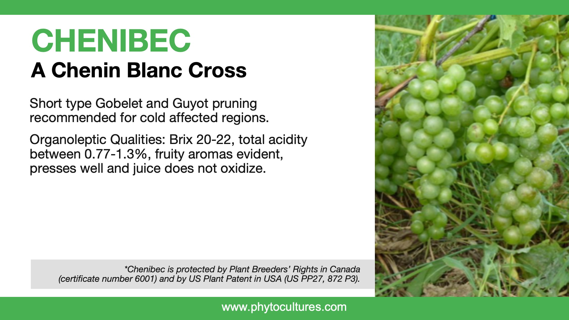 Wine Grapes for Cold Climates Phytocultures