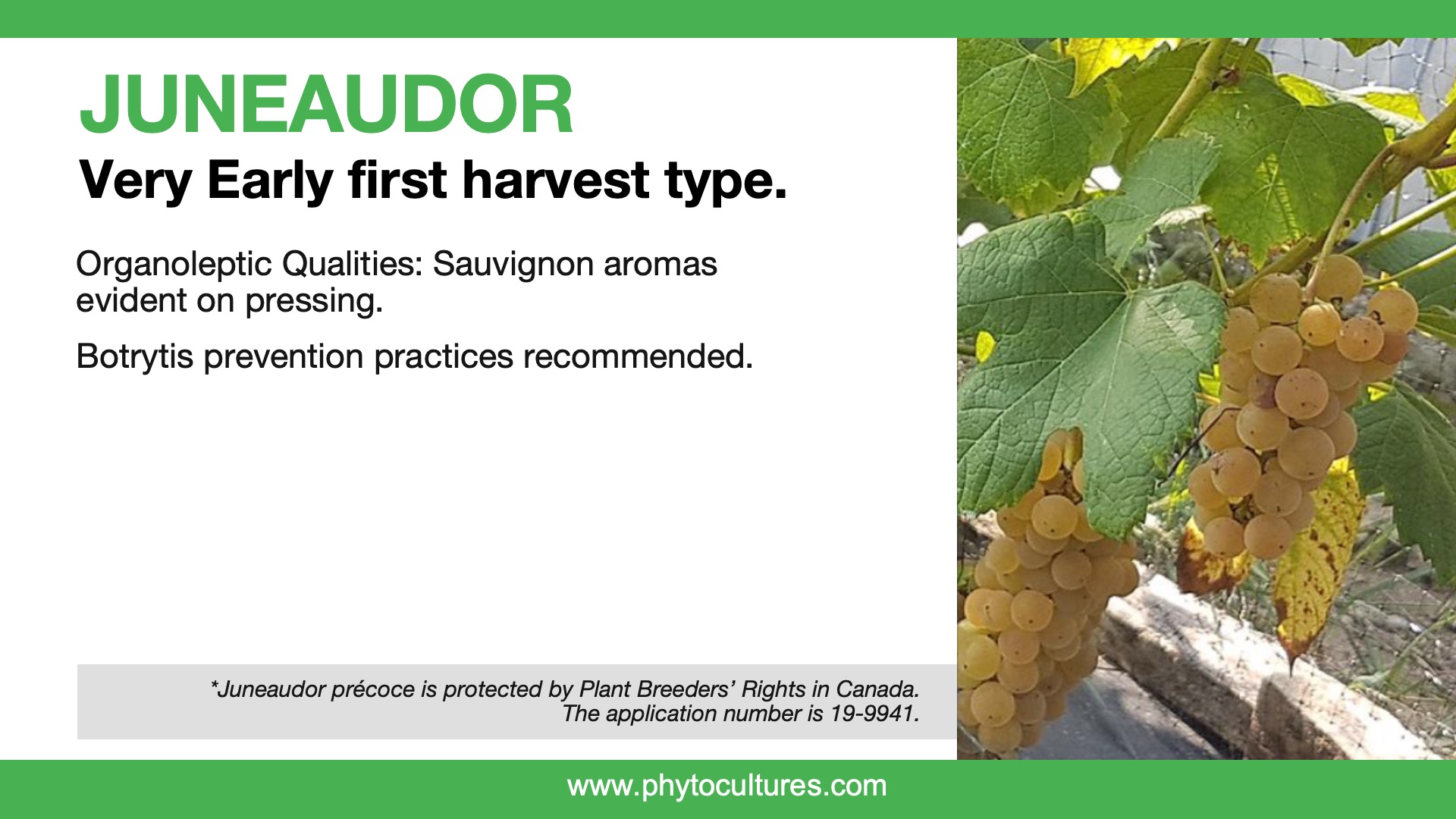 Wine Grapes for Cold Climates Phytocultures