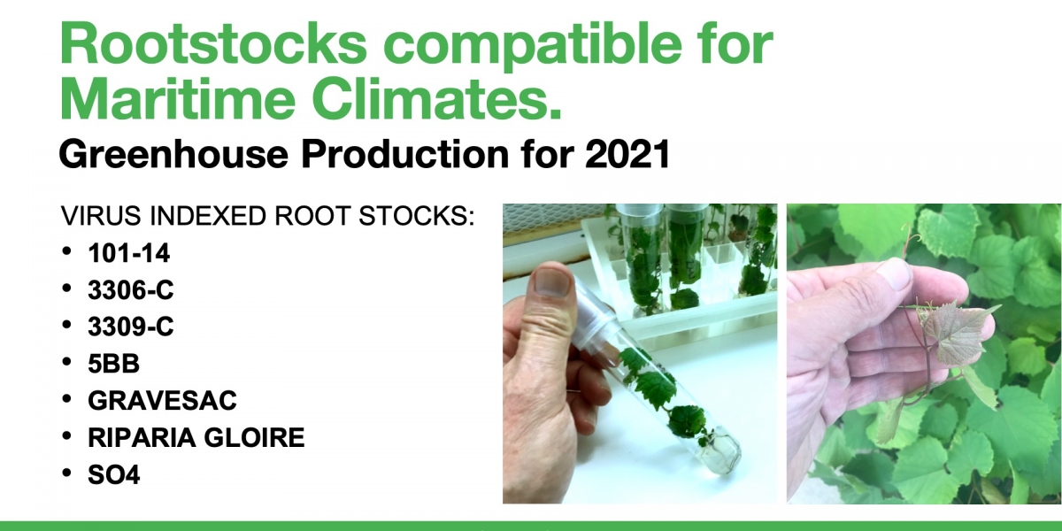 Wine Grapes for Cold Climates Phytocultures