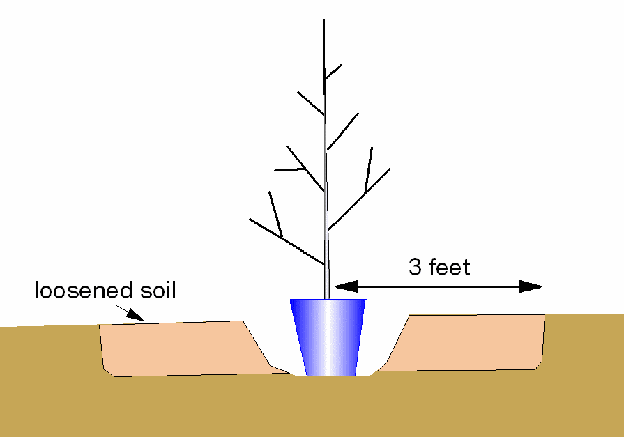 VTF How to plant a containergrown tree