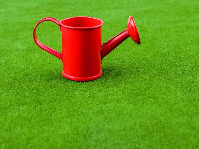 How to Clean Fake Grass A StepbyStep Guide Homebuyer Weekly