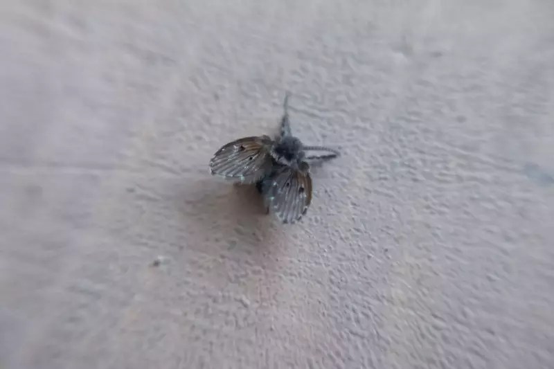 Septic Tank Worms in Toilet? Your Quick Fix It Guide! Phyxter Home