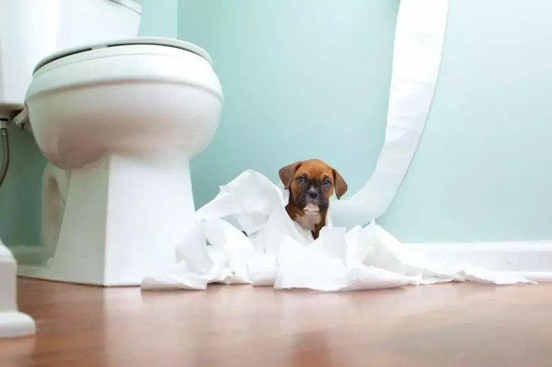 Shower and Toilet Backed Up? Your DIY Fixit Guide! Phyxter Home Services