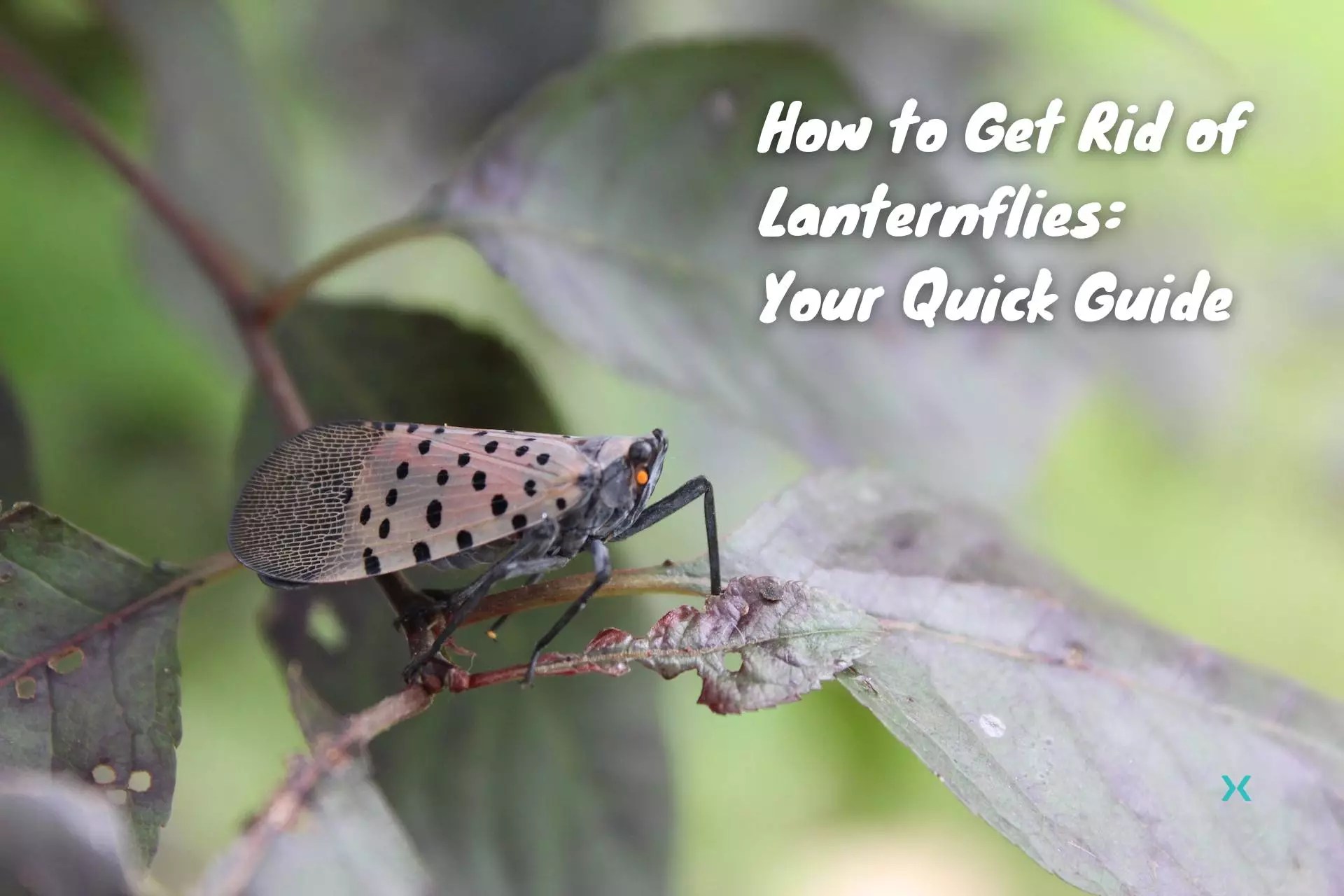 How to Get Rid of Lanternflies Your 2024 Quick Guide Phyxter Home