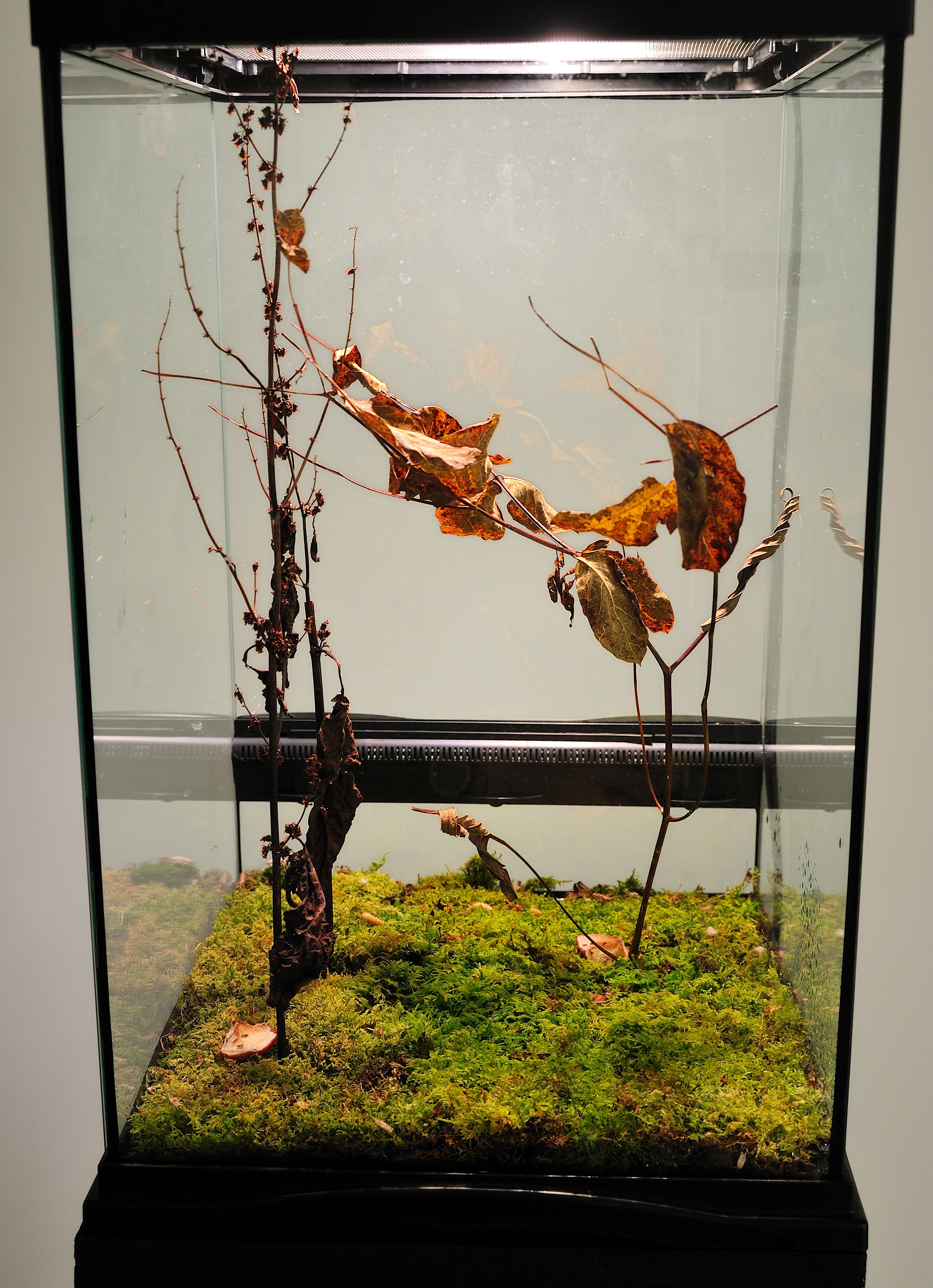 Vanishing Act Insect Installation PIA DEHNE