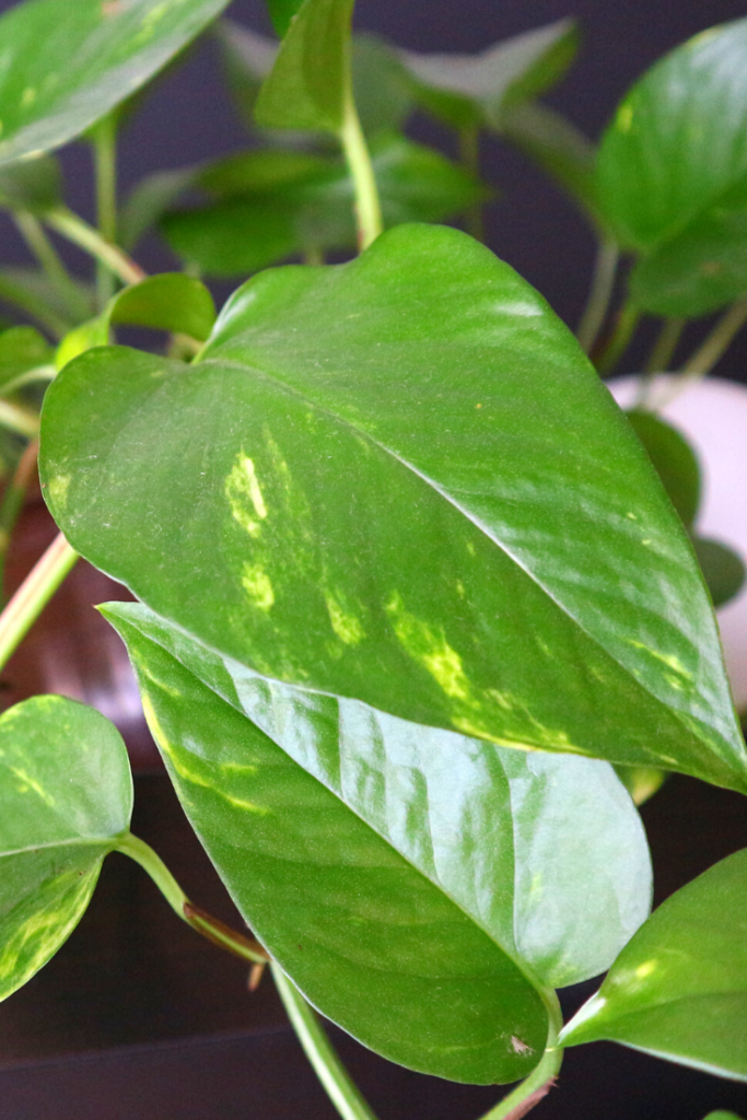 Golden Pothos Complete beginner guide Piantica