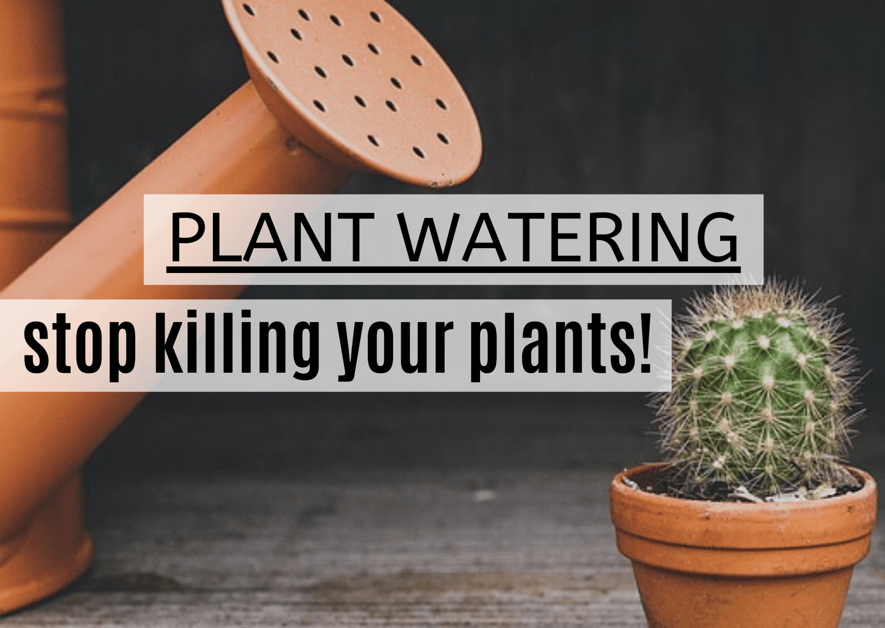 How Often Should I Water My Grafted Cactus Knowing how often you