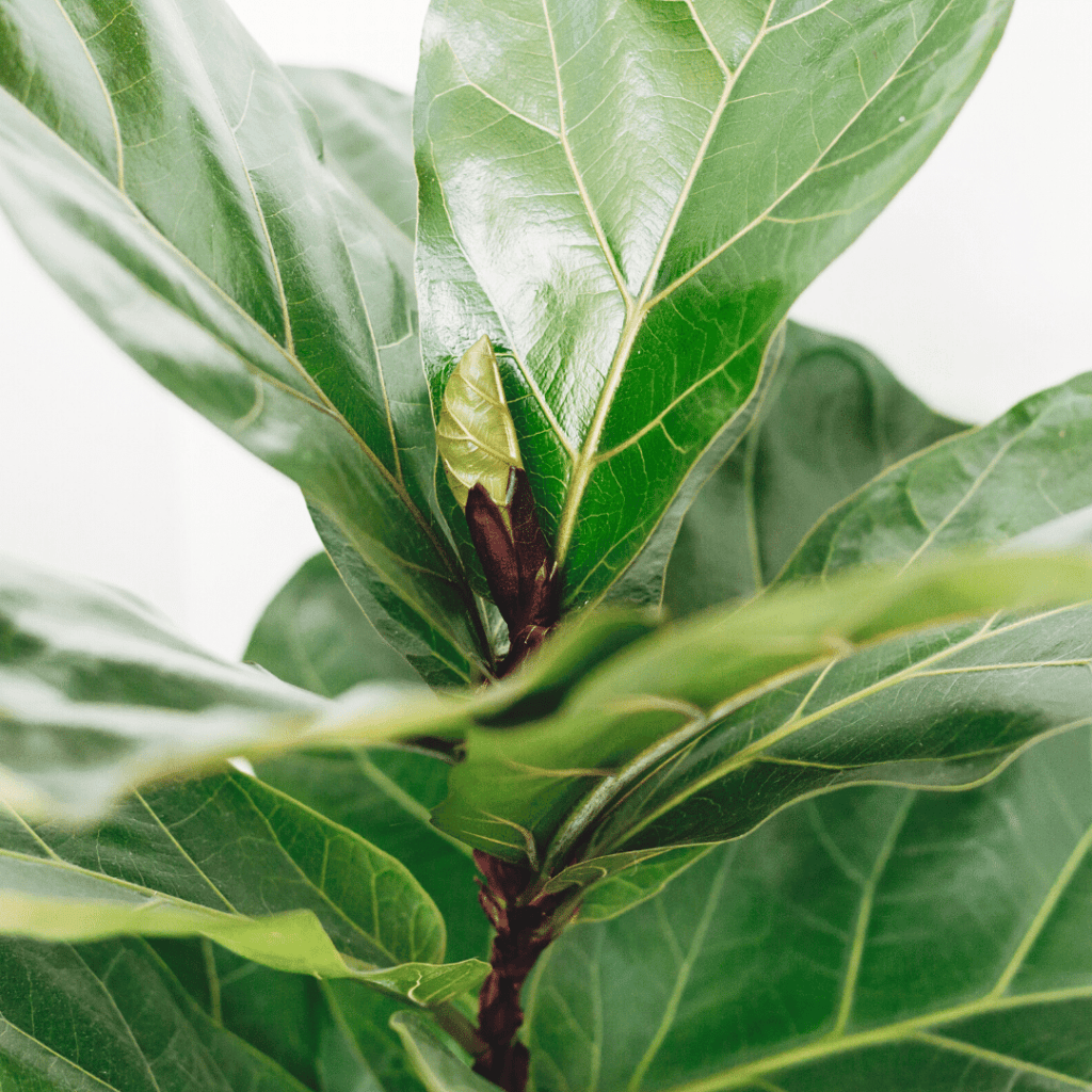 How to care for Ficus Lyrata and Ficus Lyrata Bambino is there any
