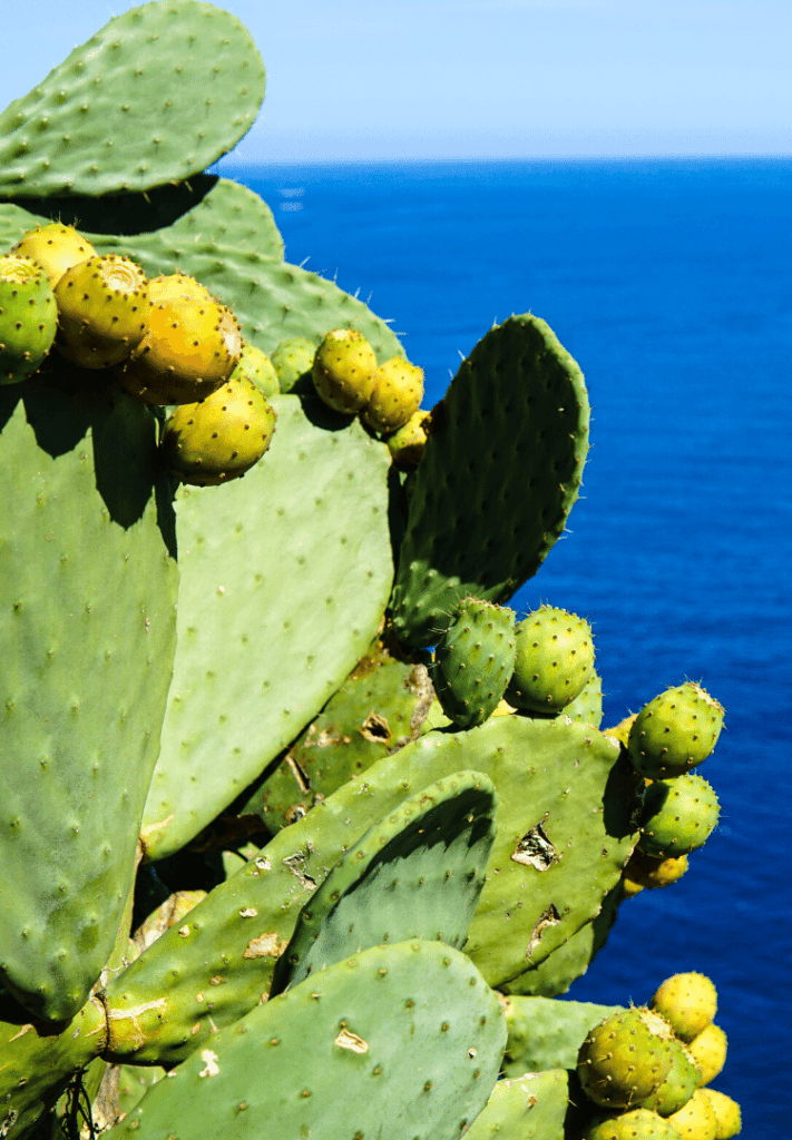 How to successfully care for Cacti Cactus indoor care Piantica