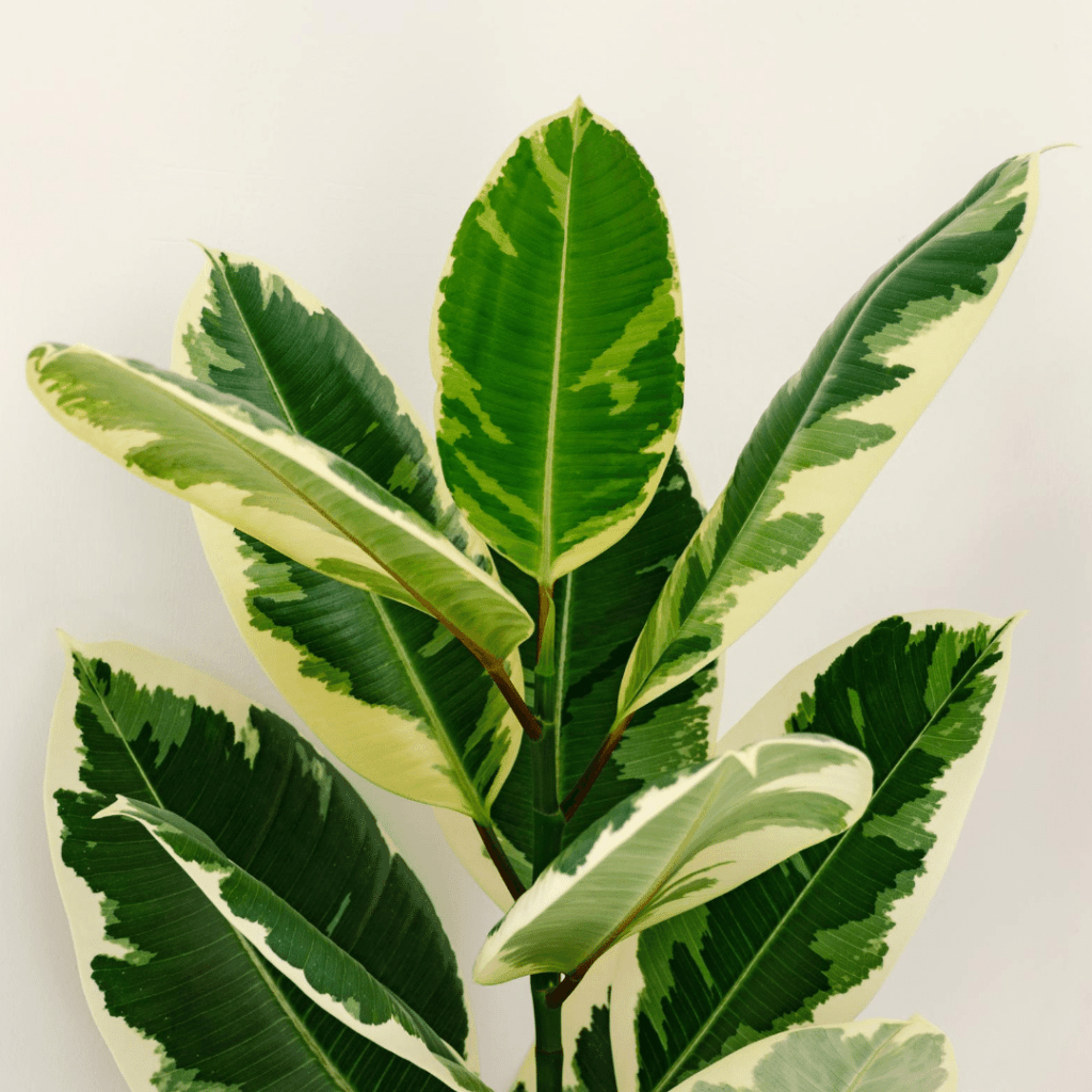 Common house plants that are toxic to cats Piantica