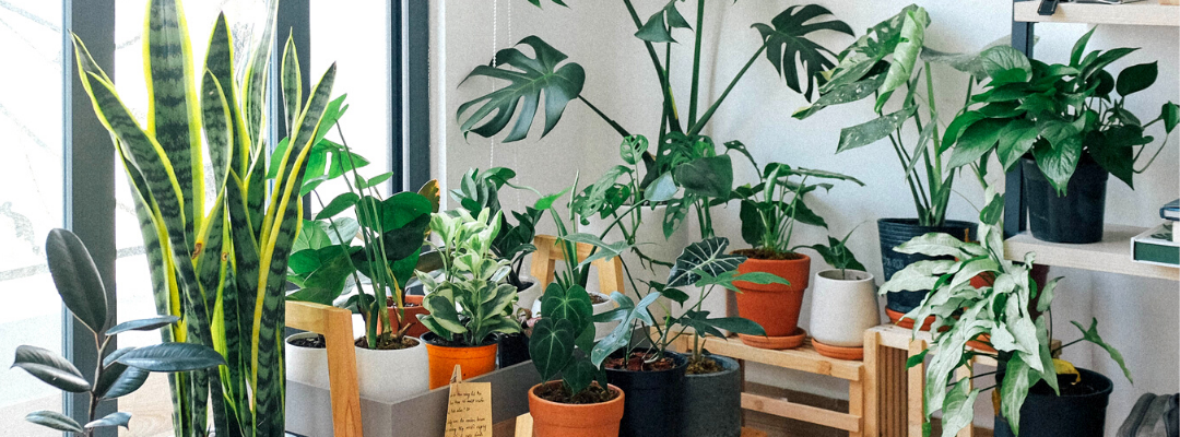 Common house plants that are toxic to cats Piantica