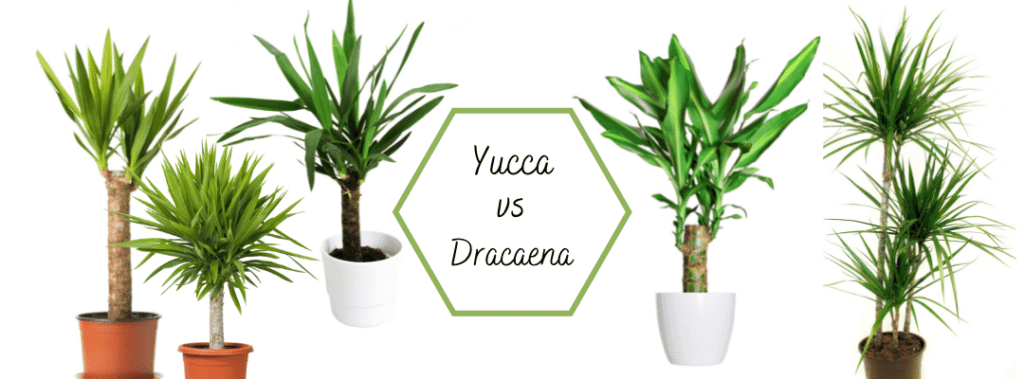 How to care for Yucca elephantipes Piantica