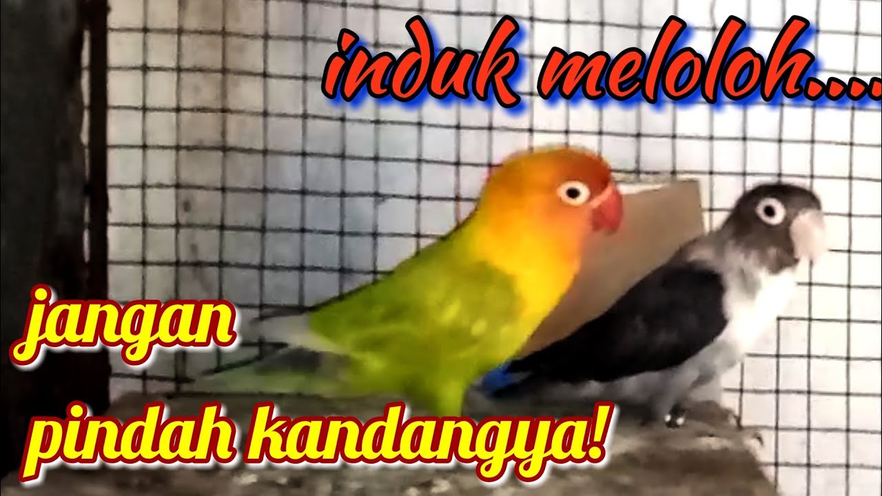 Kesalahan Jika Pindah Lovebird Kekandang Baru Pada Saat Telur Menetas - Bilibili 720_x_1280_jpg