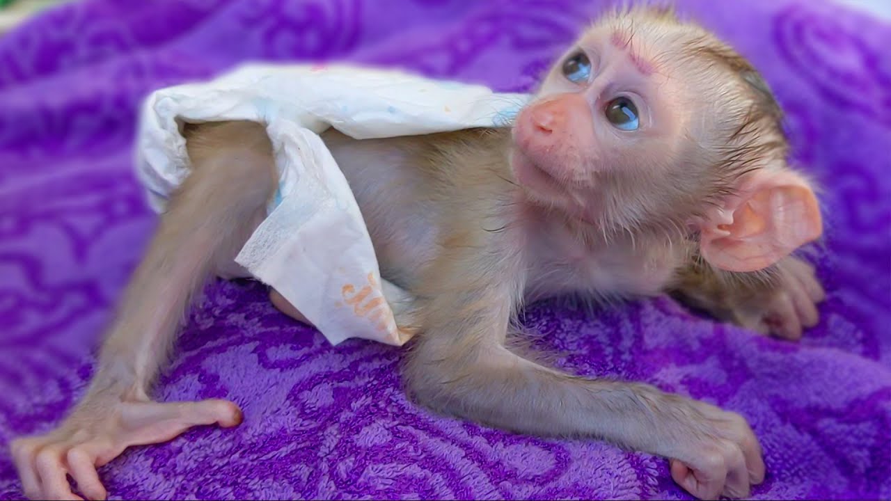 Baby Monkey Wearing A Diaper