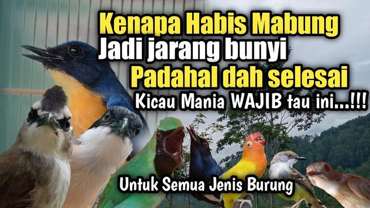 Trik Gacorkan Ciblek Paud Sekaligus Jinak Total_Bilibili 406_X_720_jpg
