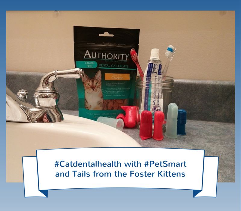 Tails from the Foster Kittens CatDentalHealth with PetSmart and