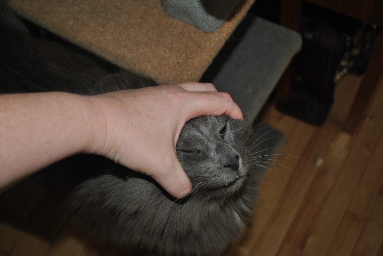 Tails from the Foster Kittens What I know How I pill a cat