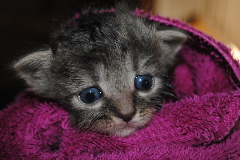 Tails from the Foster Kittens Bathing kittens