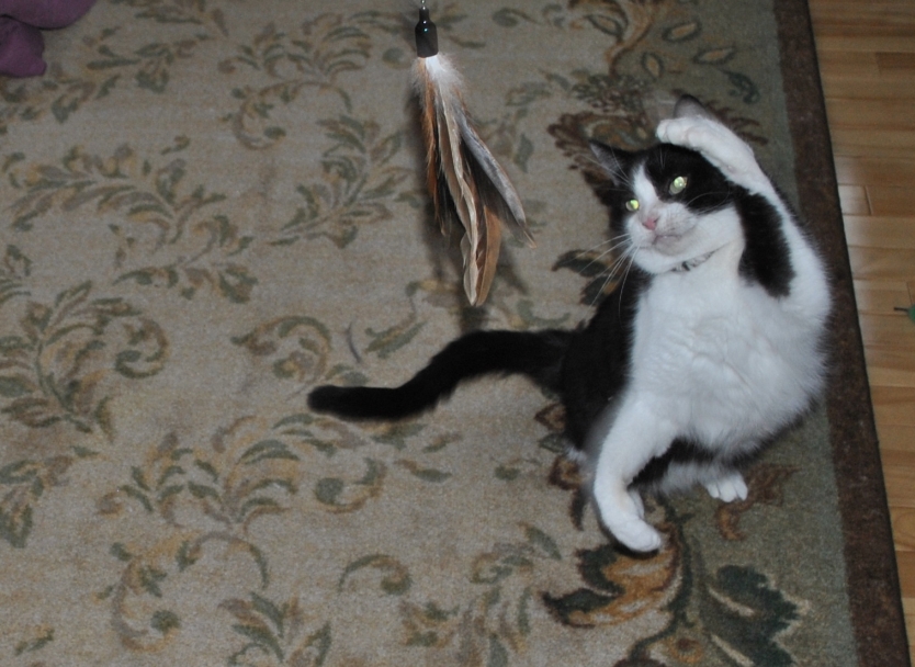 Tails from the Foster Kittens Feather Toys from The Natural Pet