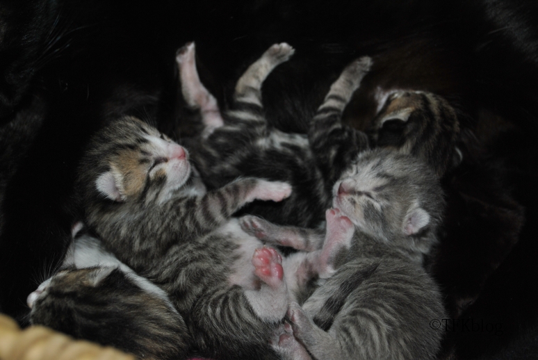 Tails from the Foster Kittens Bedtime for kitties..