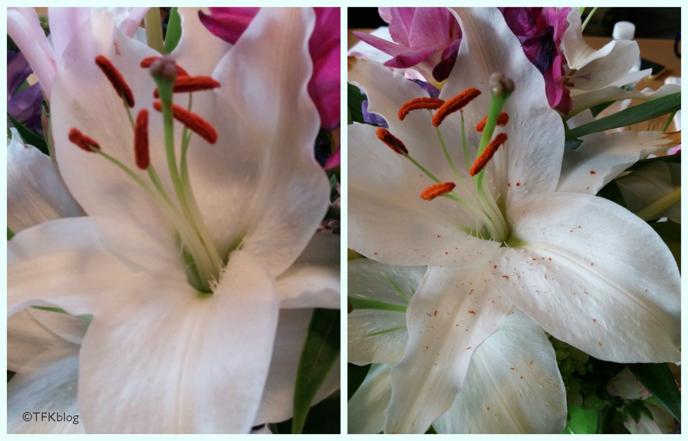 Tails from the Foster Kittens The plant that is actively trying to