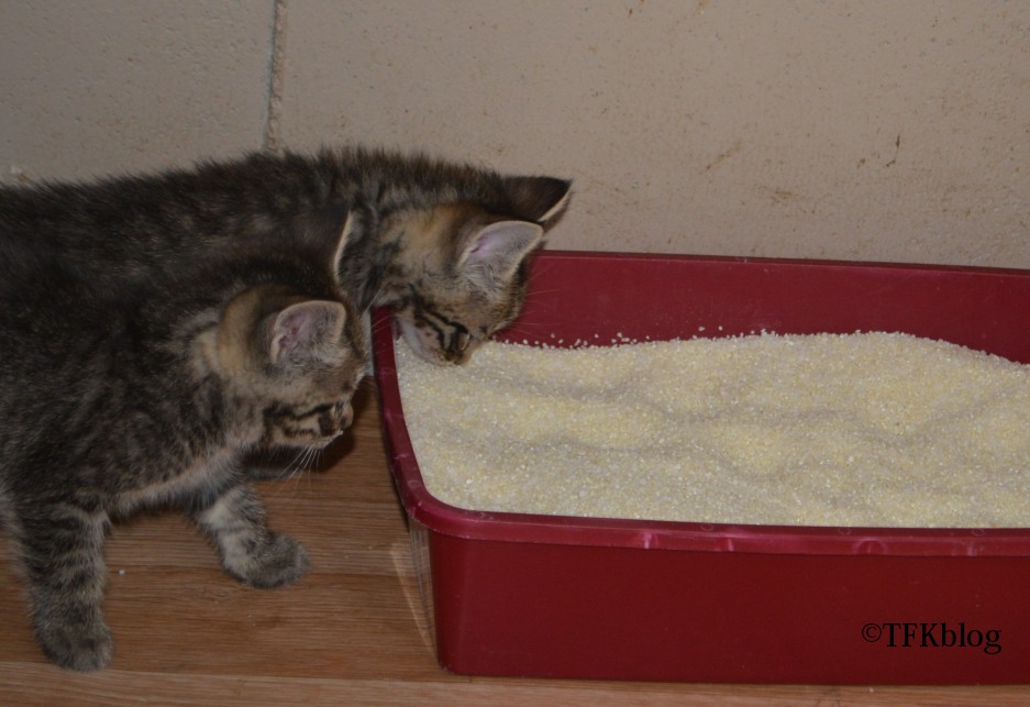 Tails from the Foster Kittens Garfield Cat Litter a review