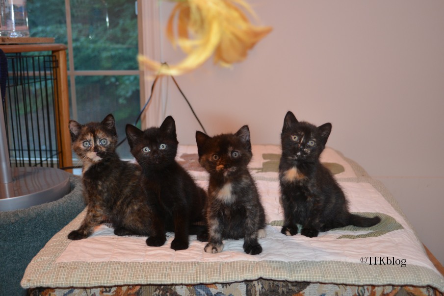 Tails from the Foster Kittens Photographing kittens takes a lot of