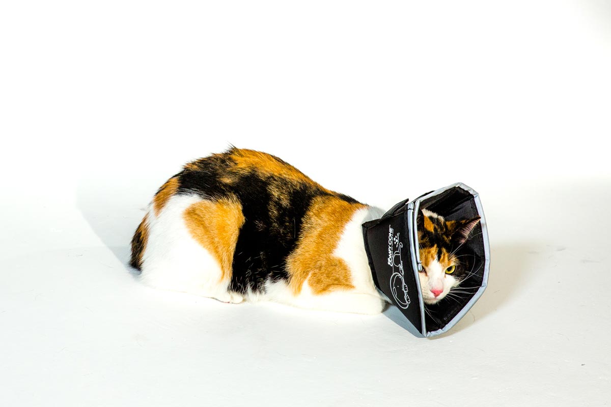 ComfyCone Leckschutz Schutzkragen und Aufkratzschutz von Wunden