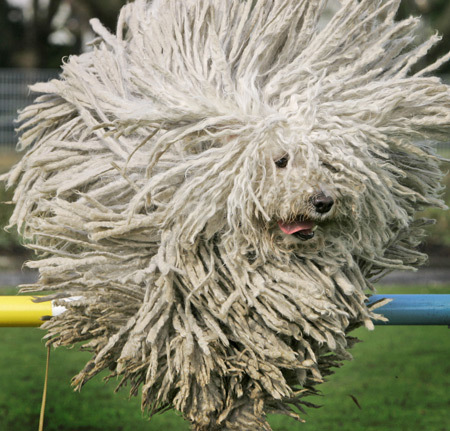 匈牙利 puli 绵羊狗跃过障碍物